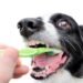 Zähneputzen beim Hund