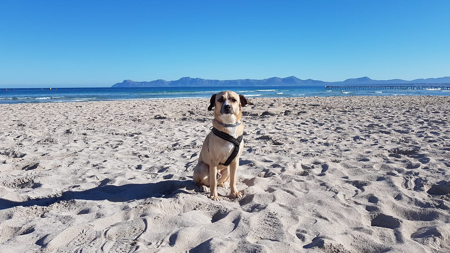 Mein Seelenhund, Baci