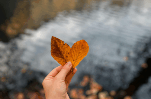 herbstblätter