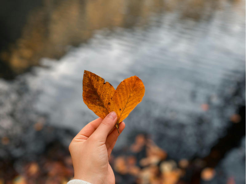 herbstblätter