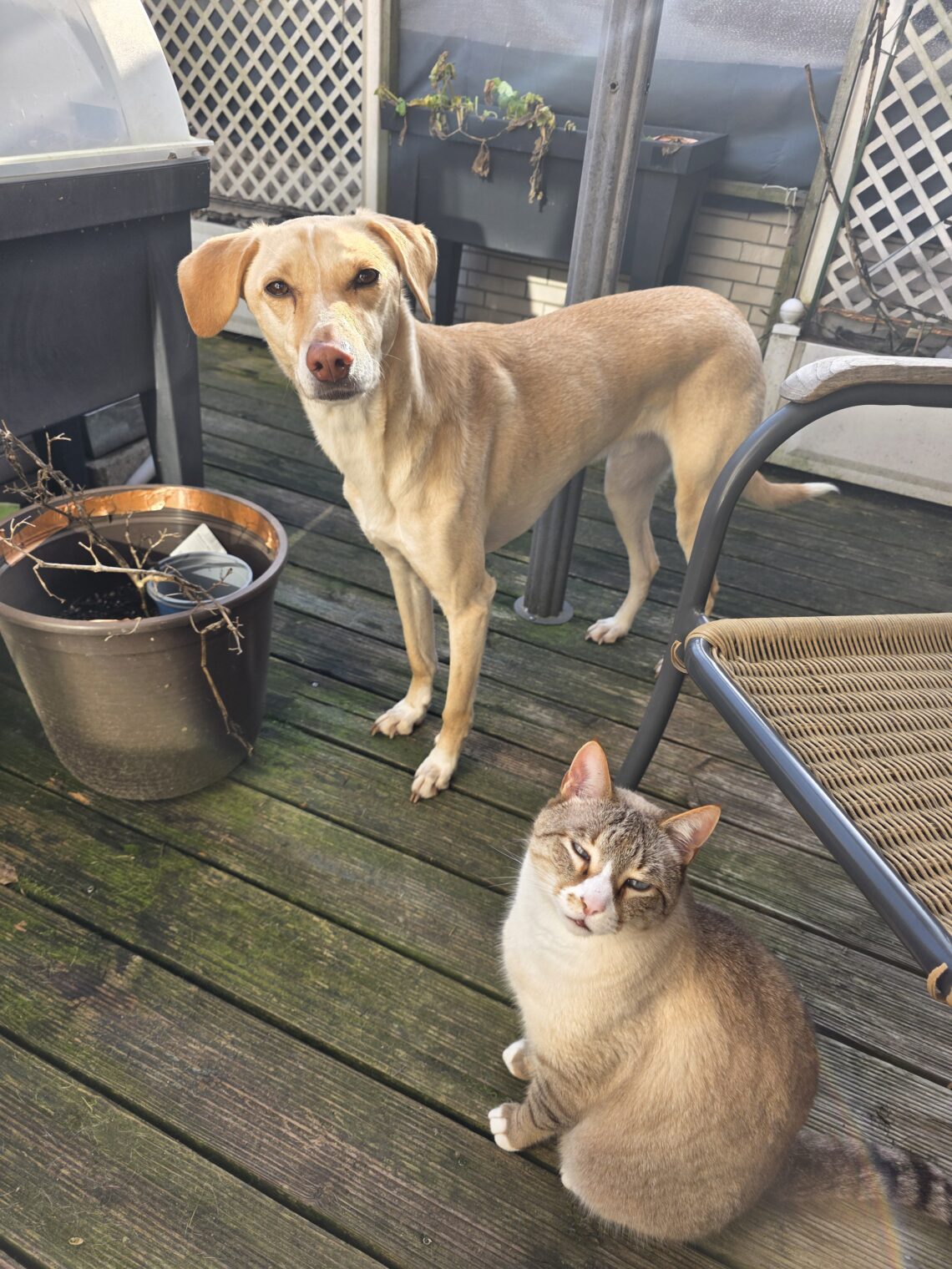 Tequila, weißer Kater mit blauen Augen und Nacho, beiger Kritikos Lagonikos Mix