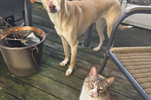 Tequila, weißer Kater mit blauen Augen und Nacho, beiger Kritikos Lagonikos Mix