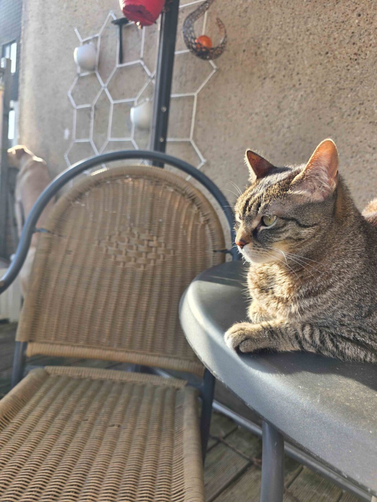 Zoé, Tigerkatze