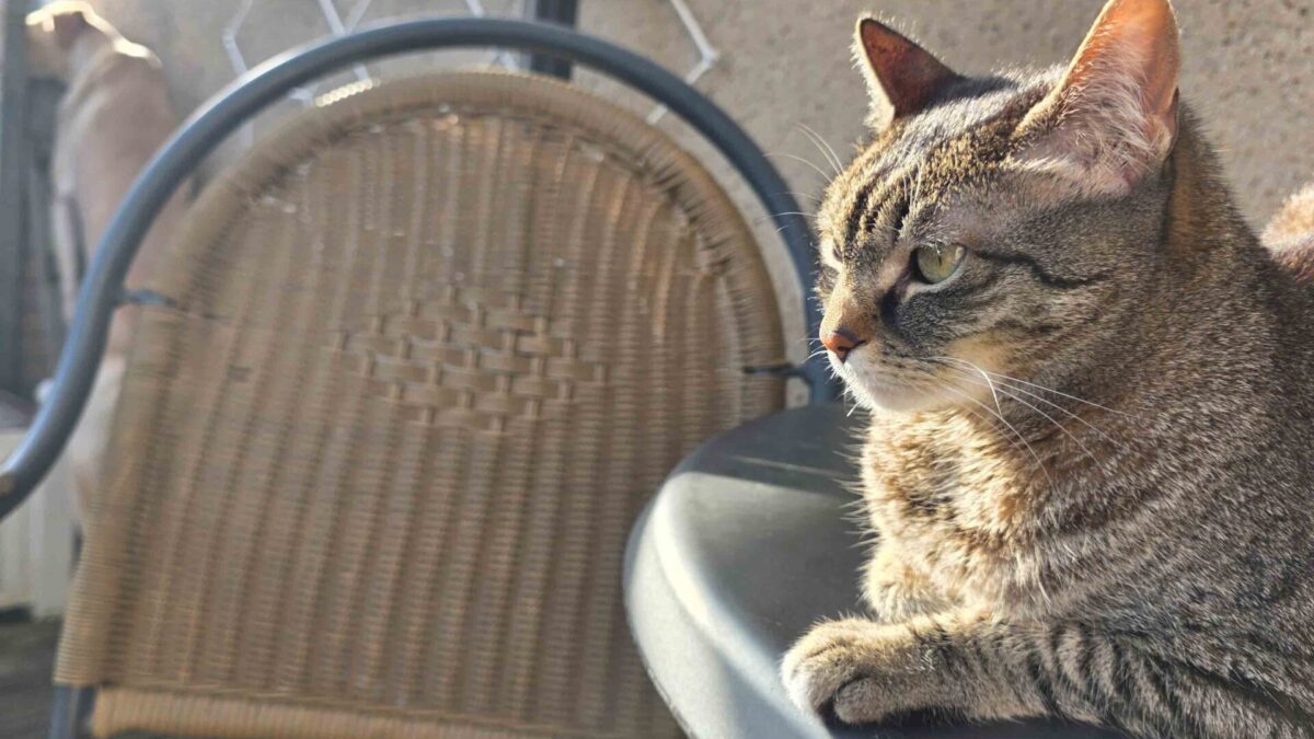 Zoé, Tigerkatze