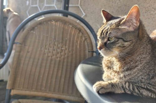 Zoé, Tigerkatze